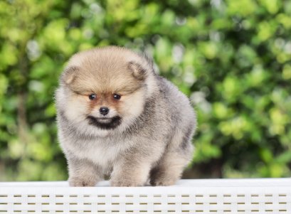 น้องปอม เพศผู้ สีส้ม หน้าหมี